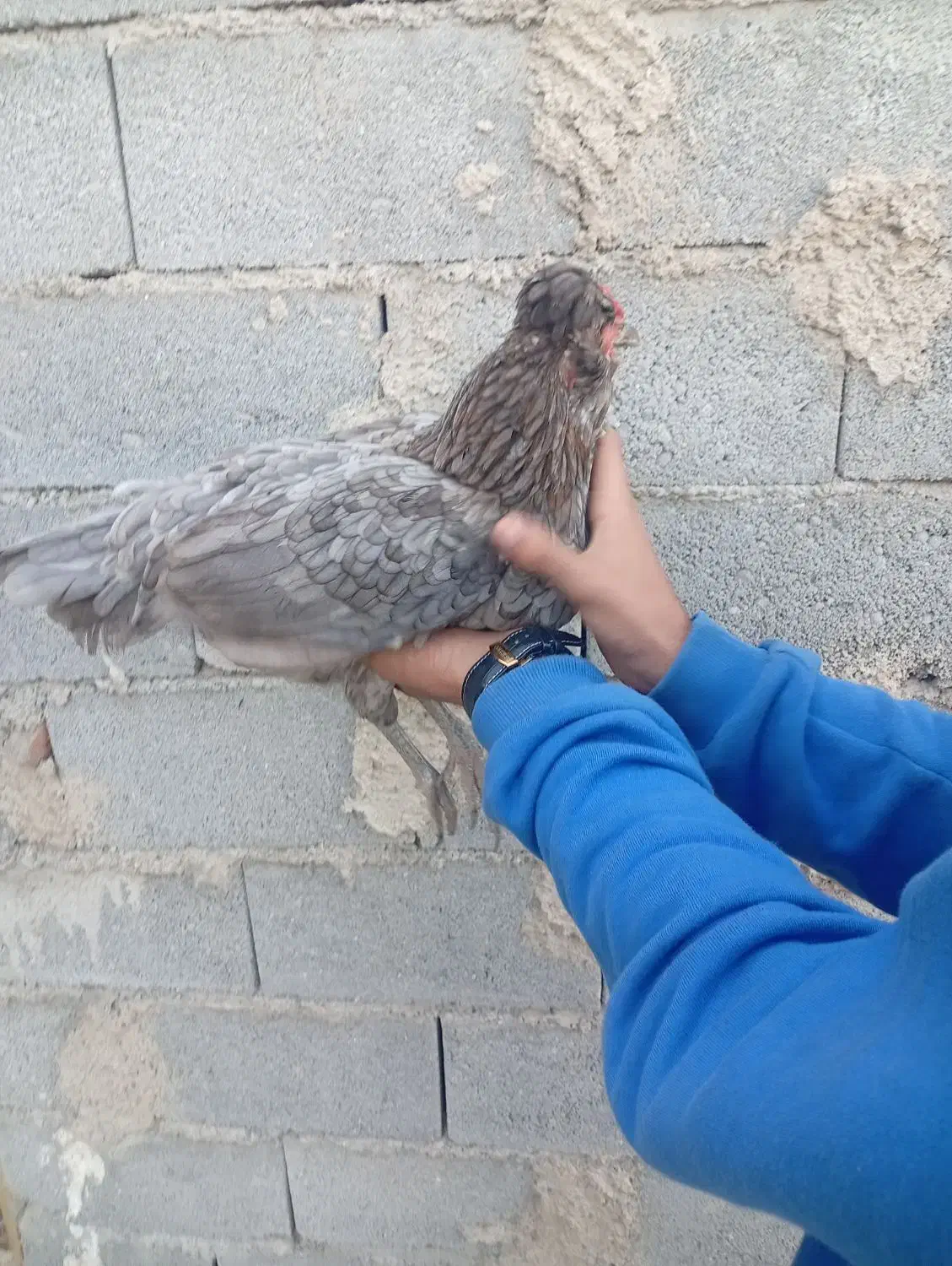 مرغ جوجه گلین|حیوانات مزرعه|کردکوی, |دیوار