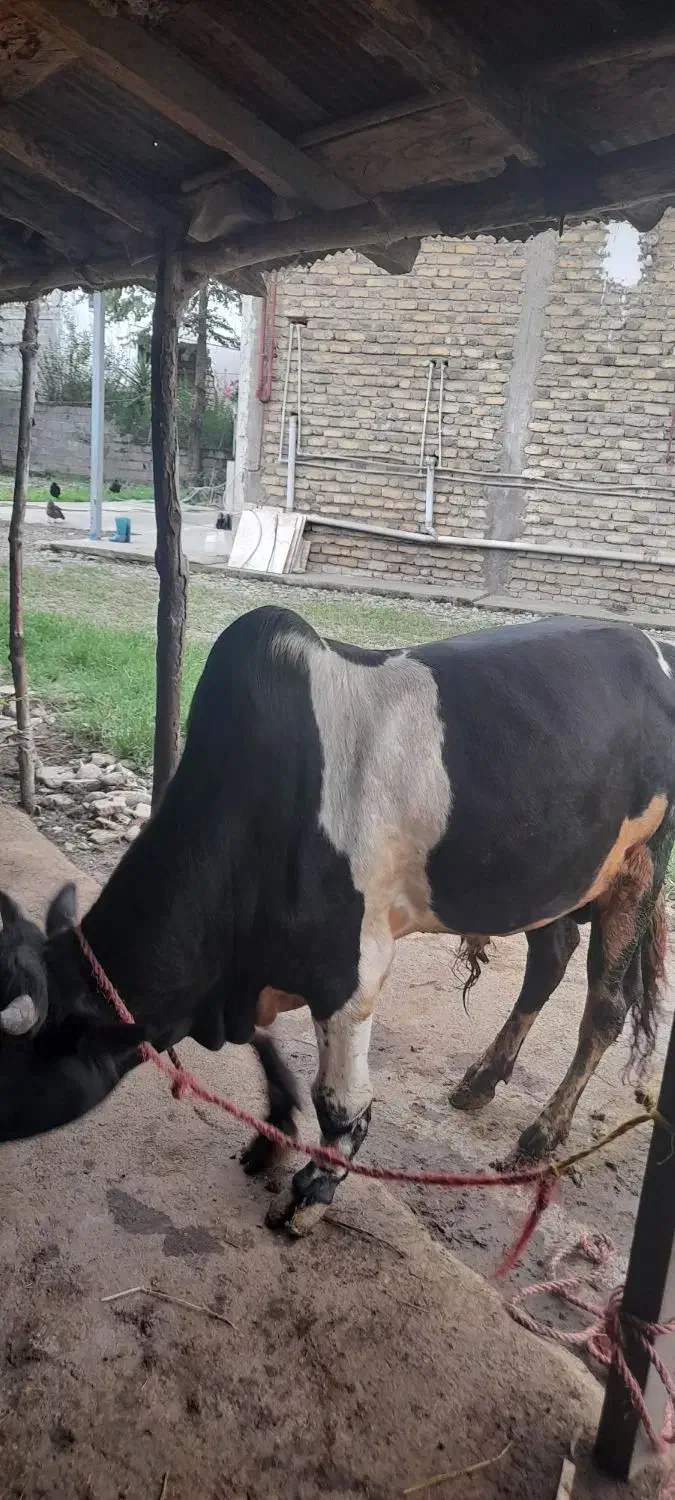 ورزا پرواری محلی|حیوانات مزرعه|سیاهکل, |دیوار