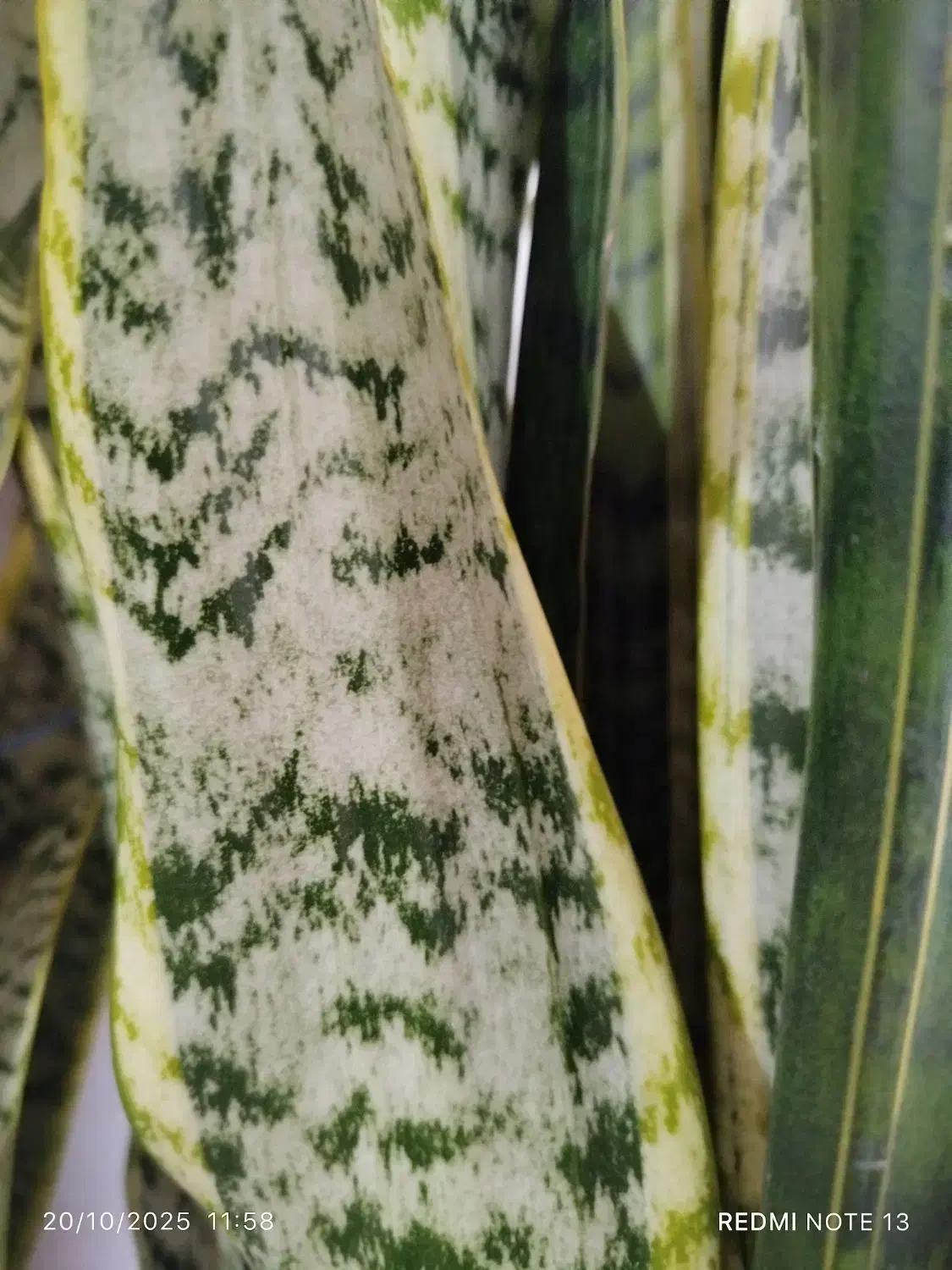 گل سانسوریا|گل و گیاه طبیعی|پره‌سر, |دیوار