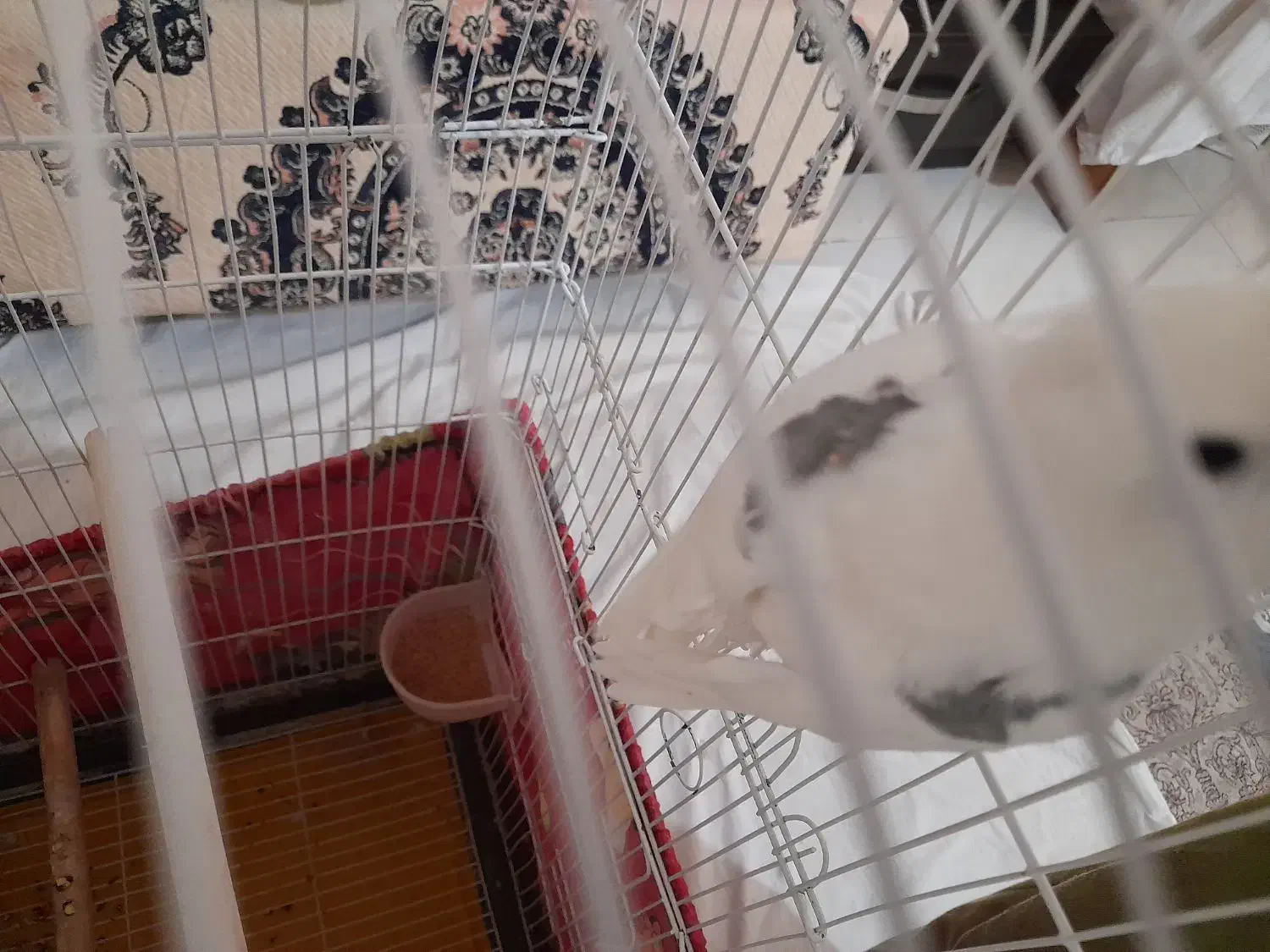 عروس هلندی|پرنده|تهران, ارجمندی راد|دیوار