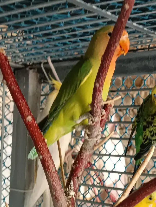 کوتوله برزیلی|پرنده|ساروق, |دیوار