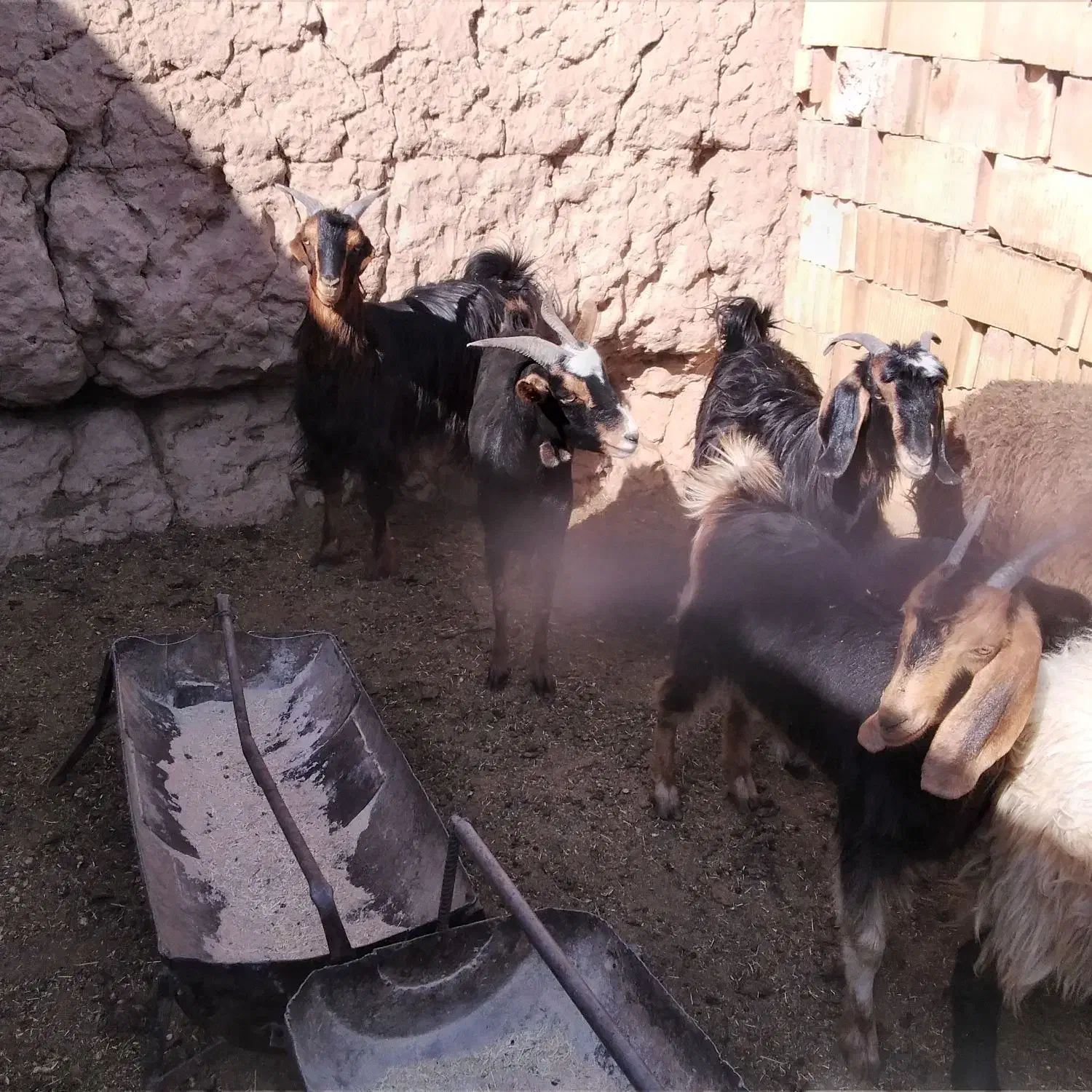 کهره ماده چاق کشتنی|حیوانات مزرعه|میبد, |دیوار