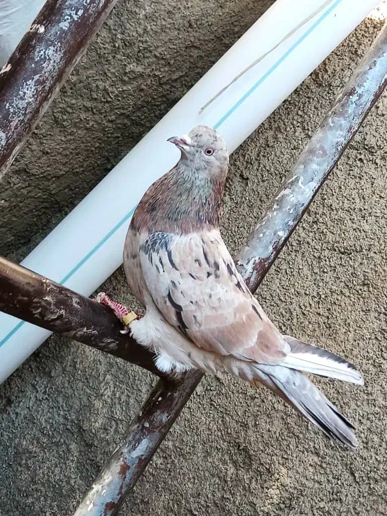 نر و ماده سرور|پرنده|بیستون, |دیوار