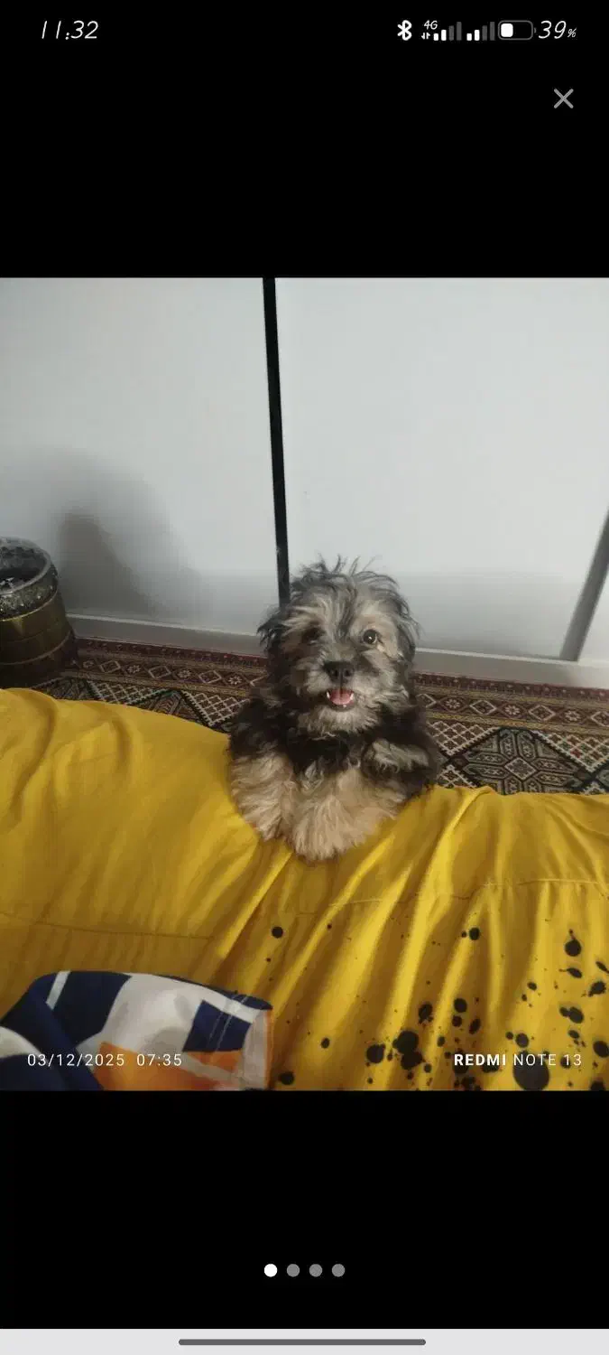 سگ اشپیتز ماده|سگ|ساوه, |دیوار