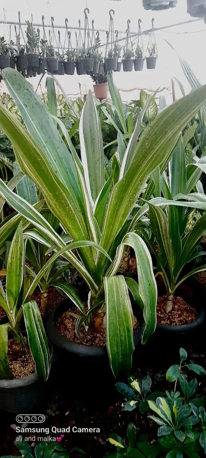 سوسن عنکبوتی ابلق|گل و گیاه طبیعی|محلات, |دیوار