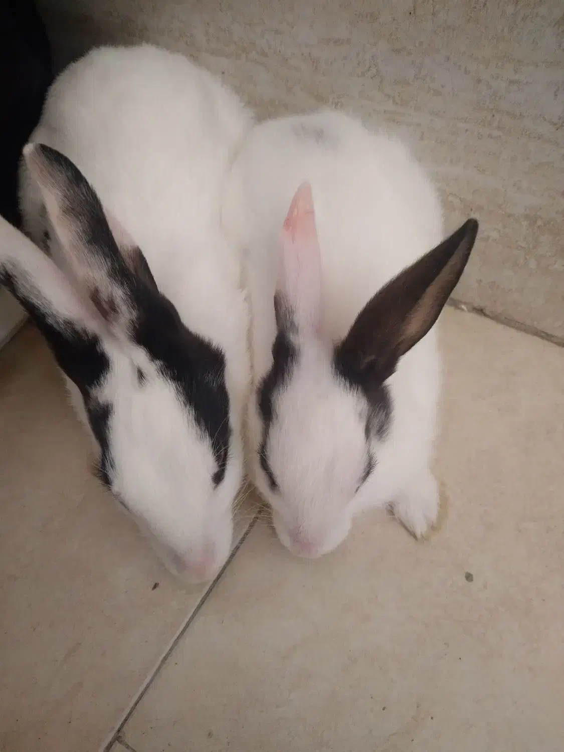 دو خرگوش|موش و خرگوش|اهواز, گلستان|دیوار