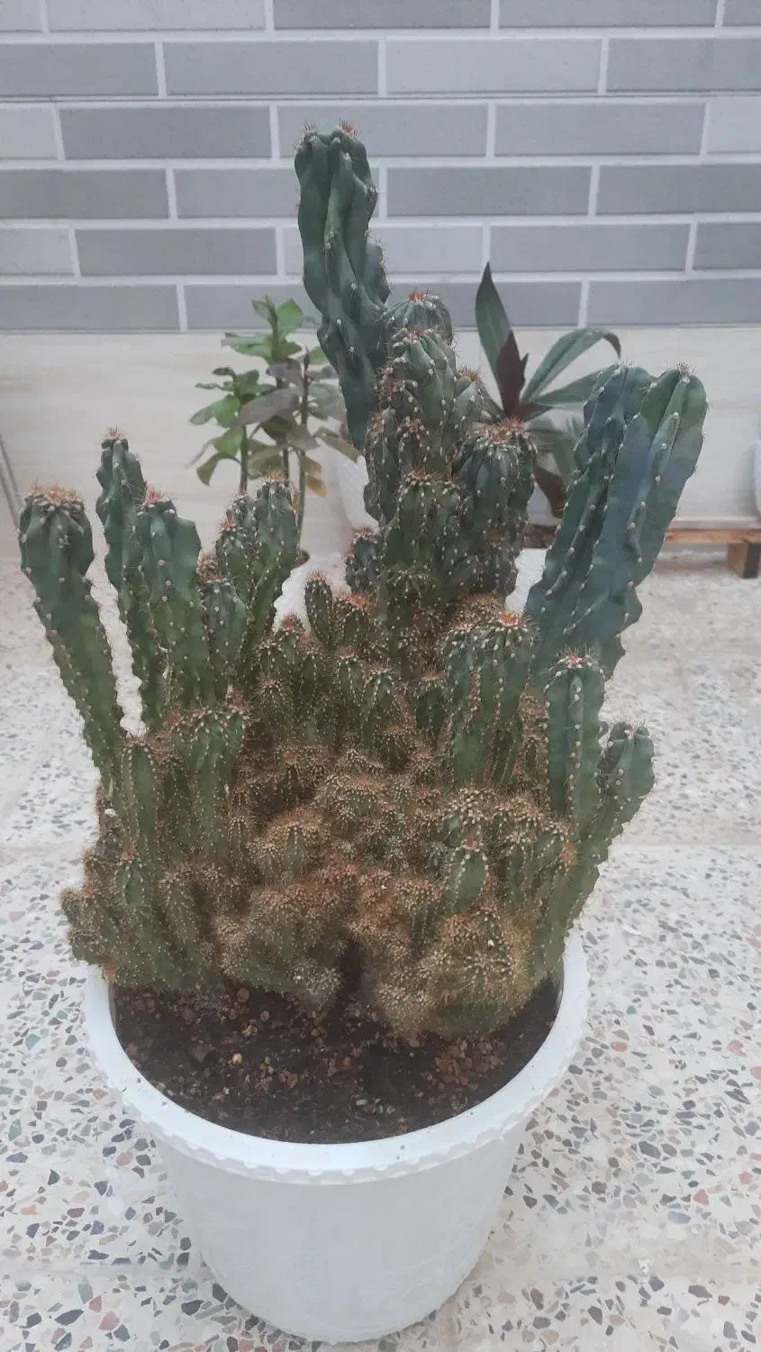 گل طبیعی|گل و گیاه طبیعی|آباده, |دیوار