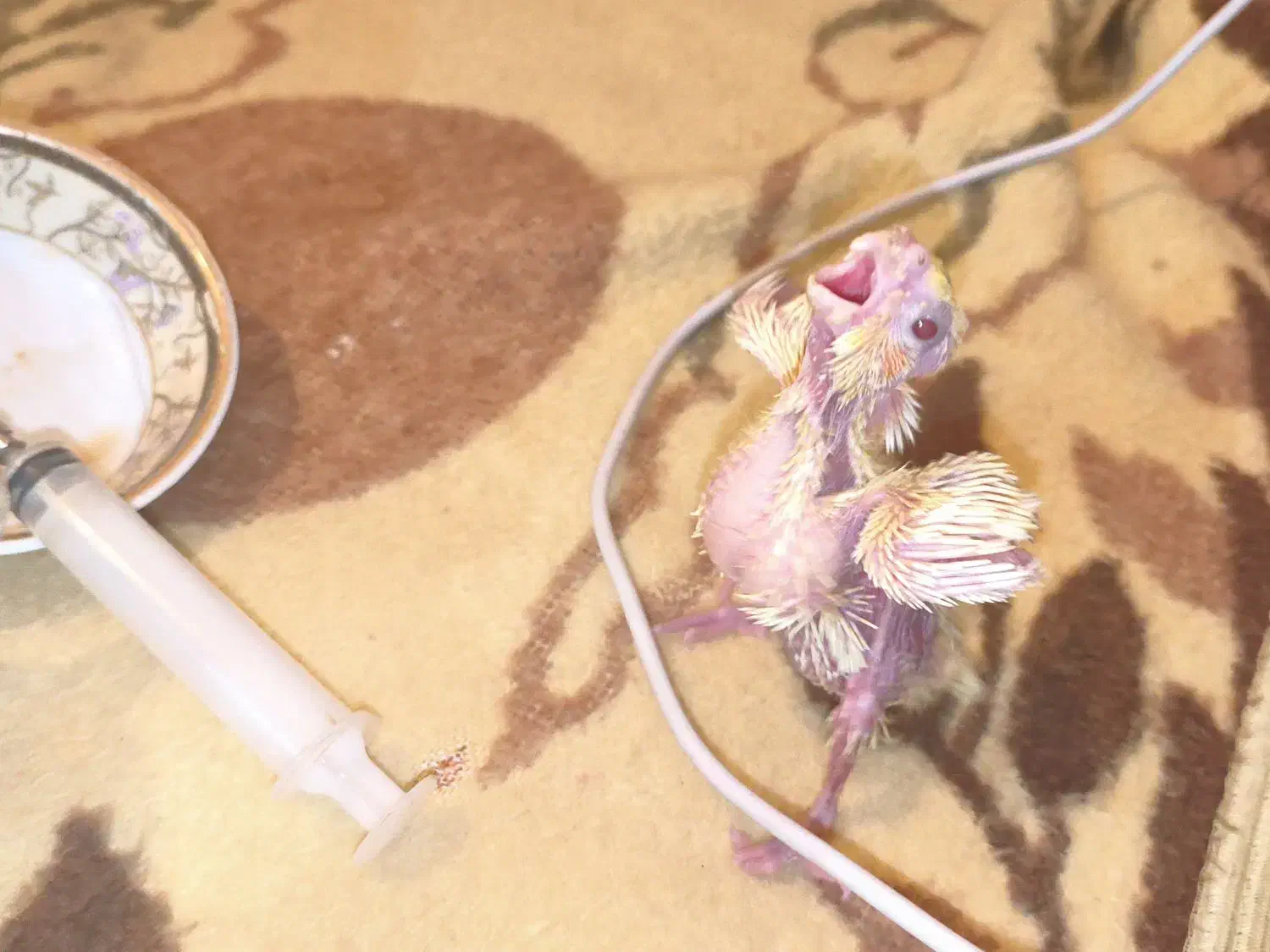 جوجه عروس هلندی سرلاکی|پرنده|مرودشت, پشت سایپا|دیوار