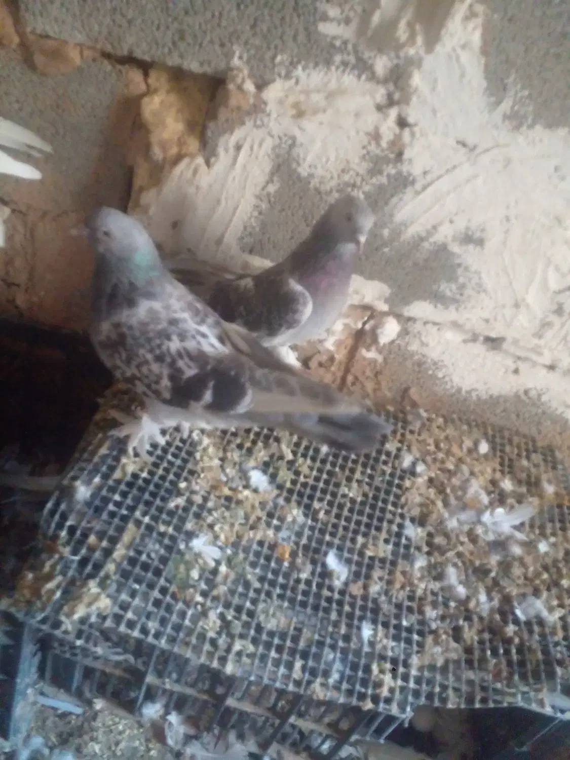 کبوتر|پرنده|امیدیه, |دیوار