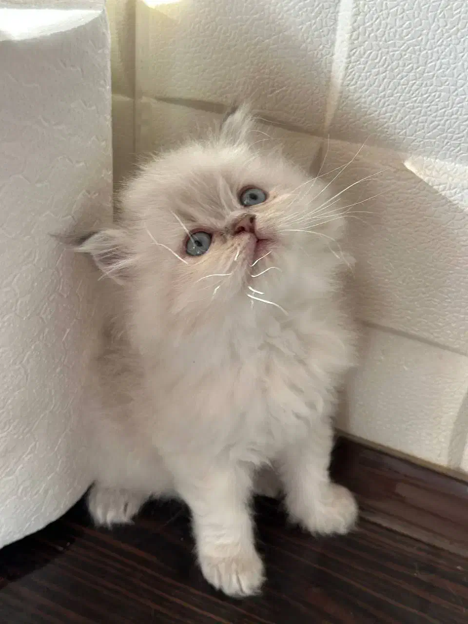 فروشگاه گربه های اشرافی ( پرشین بریتیش اسکاتیش )|گربه|ماکو, |دیوار