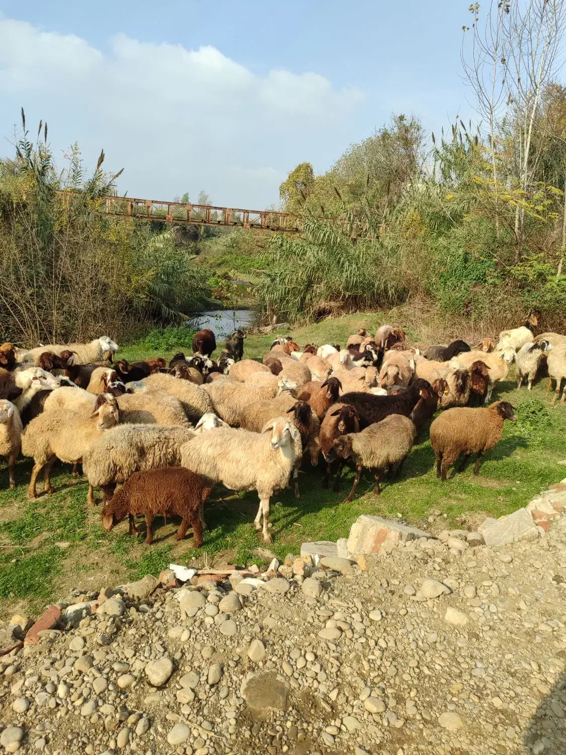 گوسفند کشتاری و داشتی درجه یک همه چاق|حیوانات مزرعه|قائمشهر, |دیوار