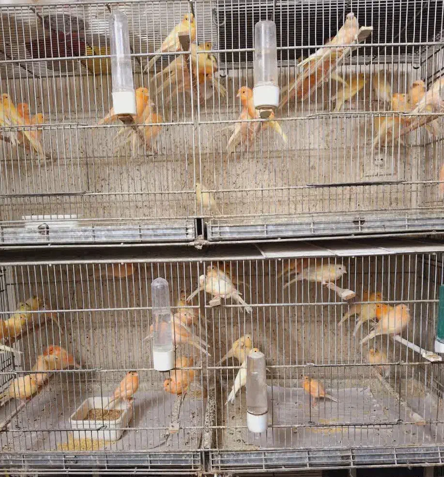 قناری|پرنده|قم, کلهری|دیوار