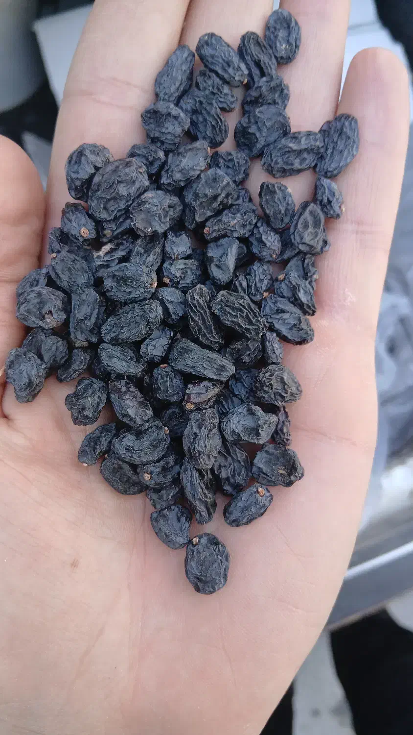 مویز ترکمن ۴ بدون هسته|خوردنی و آشامیدنی|قزوین, |دیوار