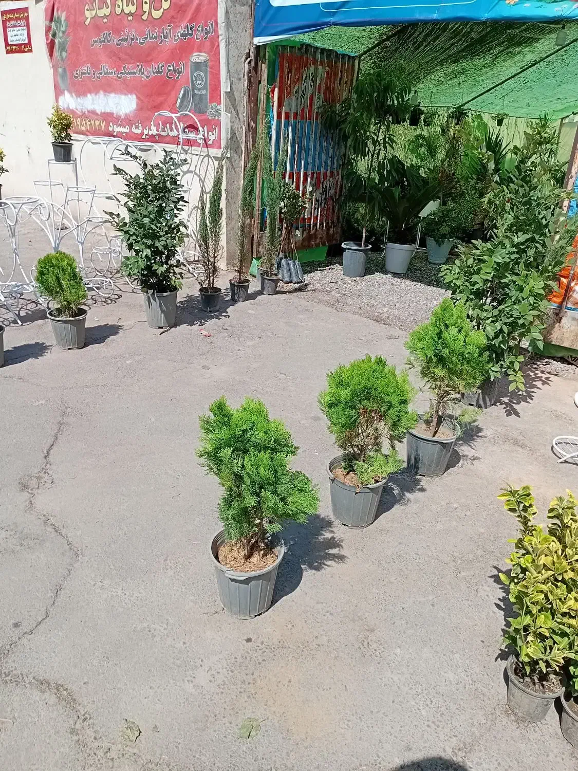 فروش انواع سرو شیراز کاج کامیس گل کاغذی انواع یاس|گل و گیاه طبیعی|کرمان, |دیوار