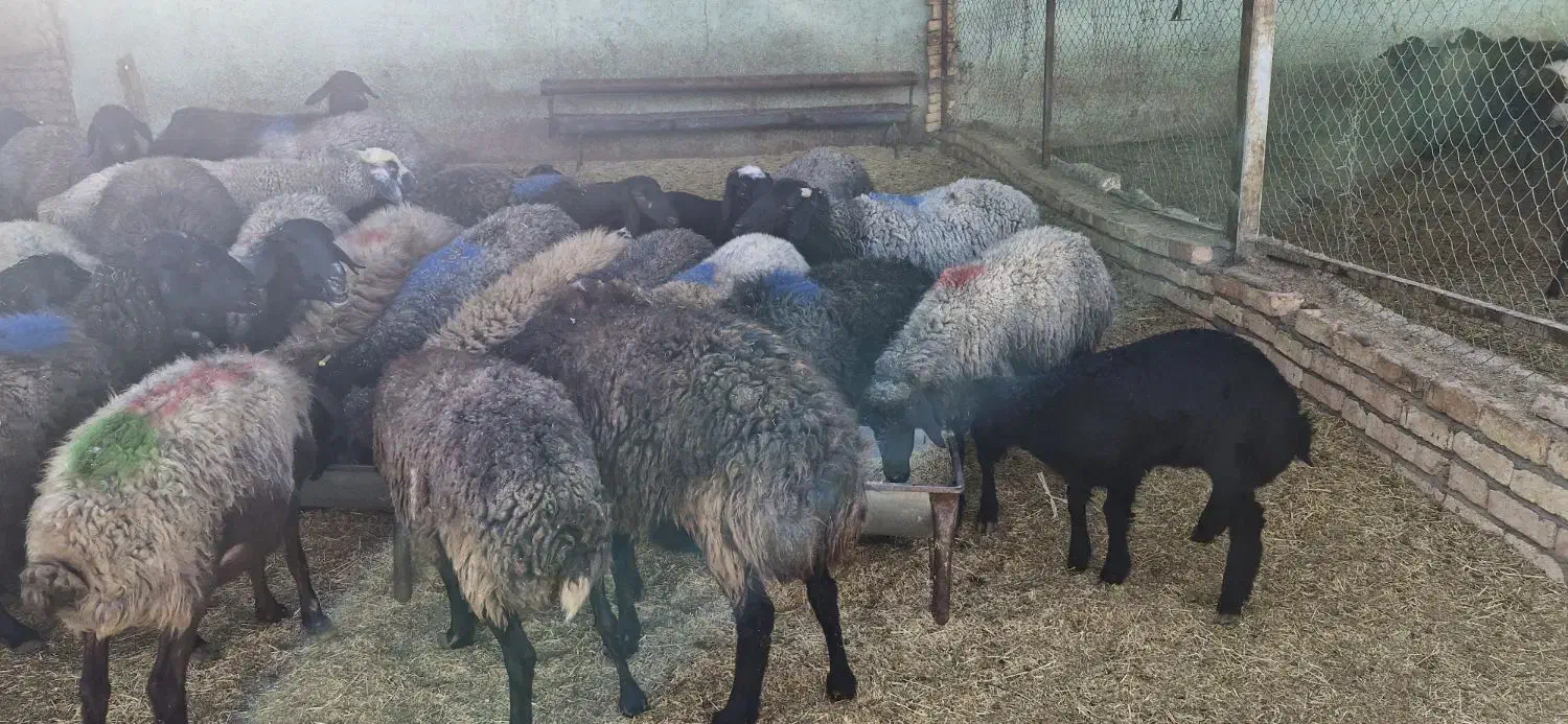 میش جوان بره دار|حیوانات مزرعه|سلفچگان, |دیوار