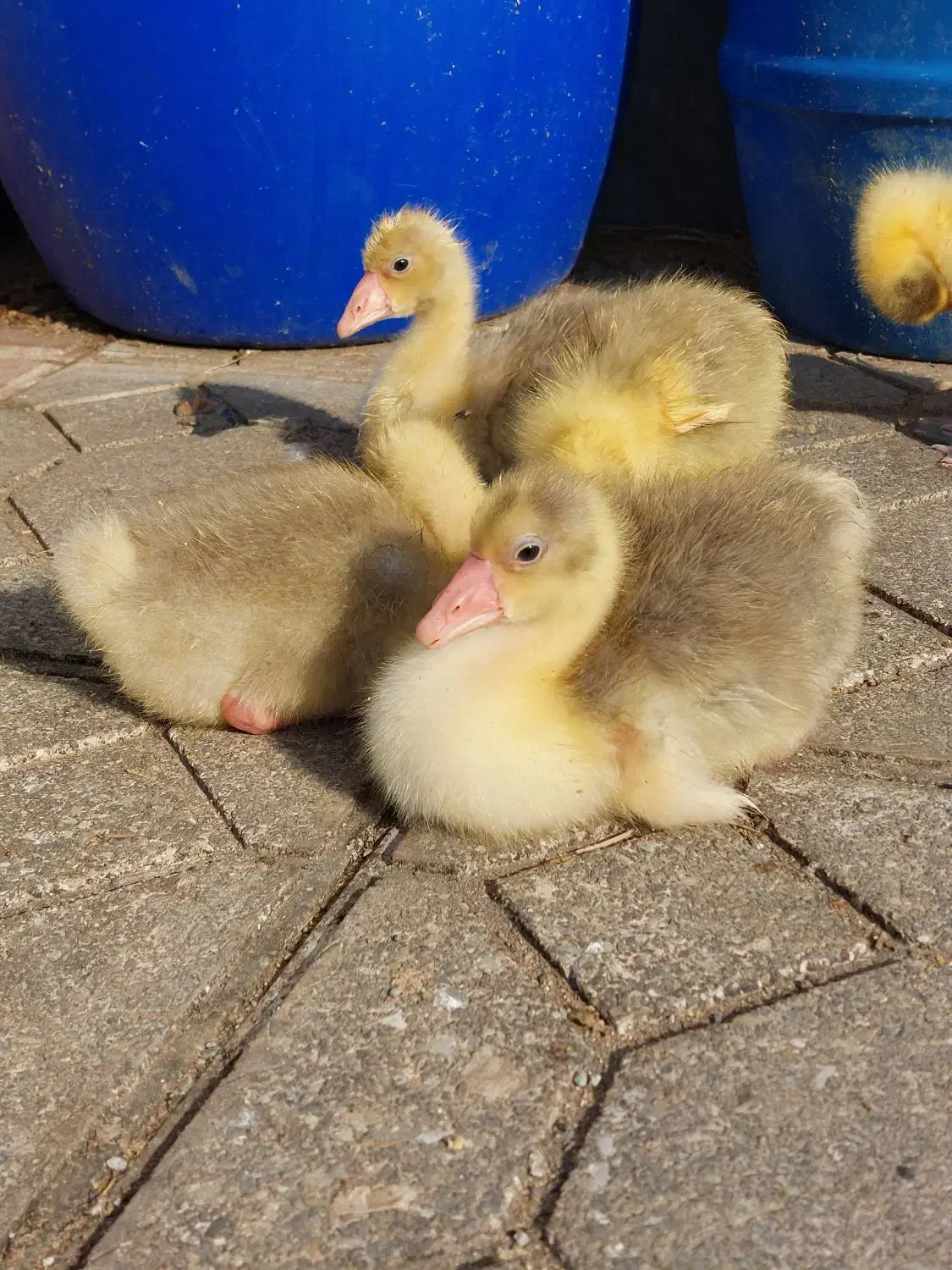 جوجه غاز|حیوانات مزرعه|چابکسر, |دیوار