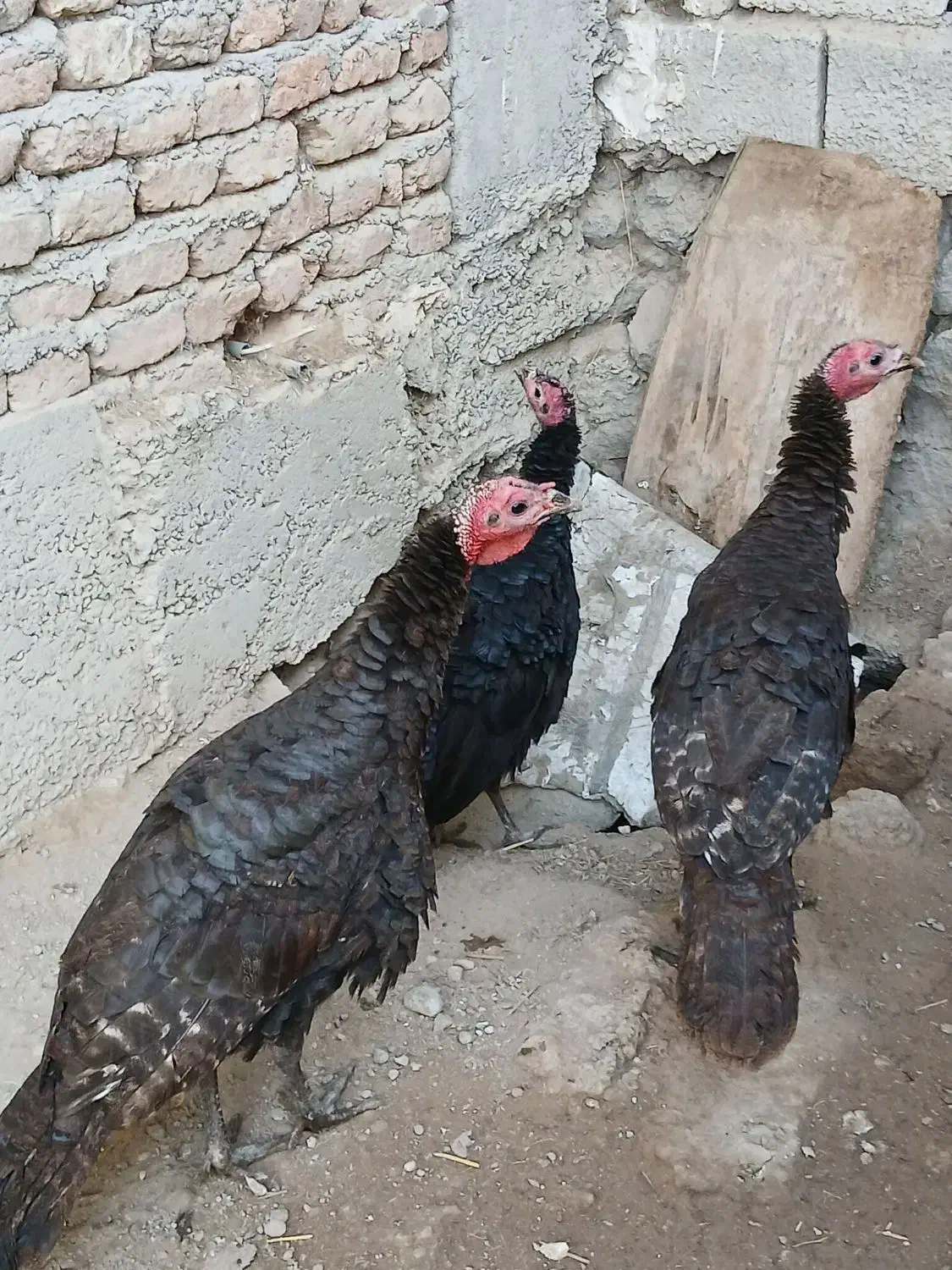 بوقلمون|حیوانات مزرعه|اردبیل, |دیوار