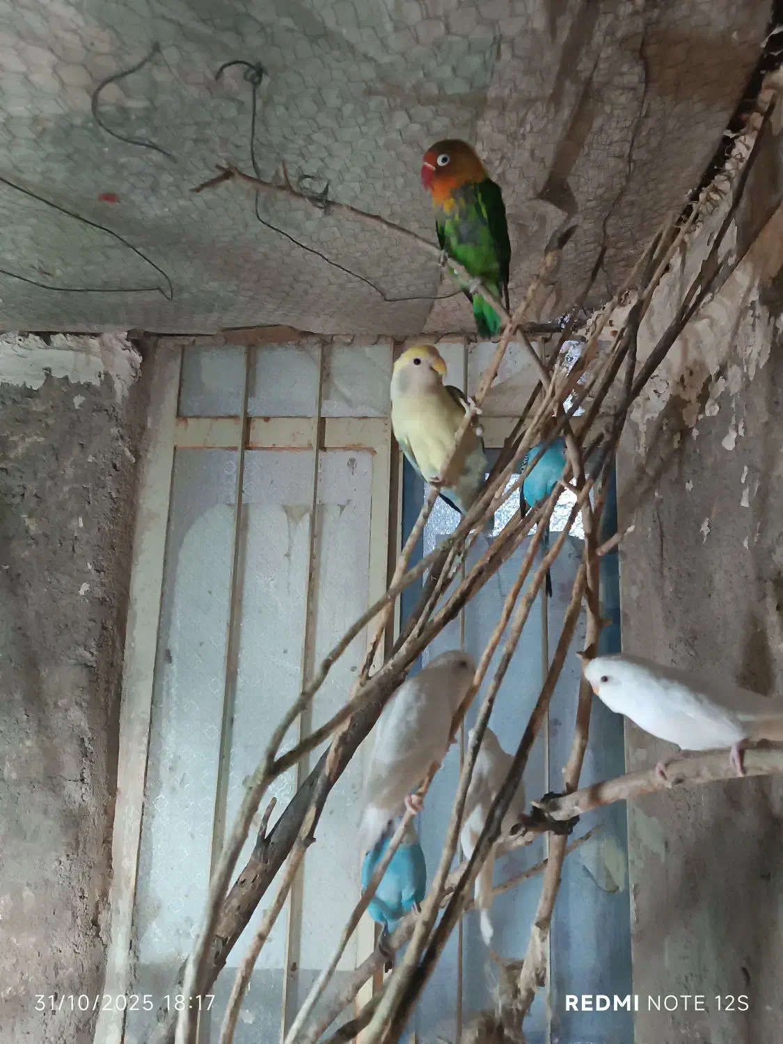 مرغ عشق و کوتوله|پرنده|زابل, |دیوار