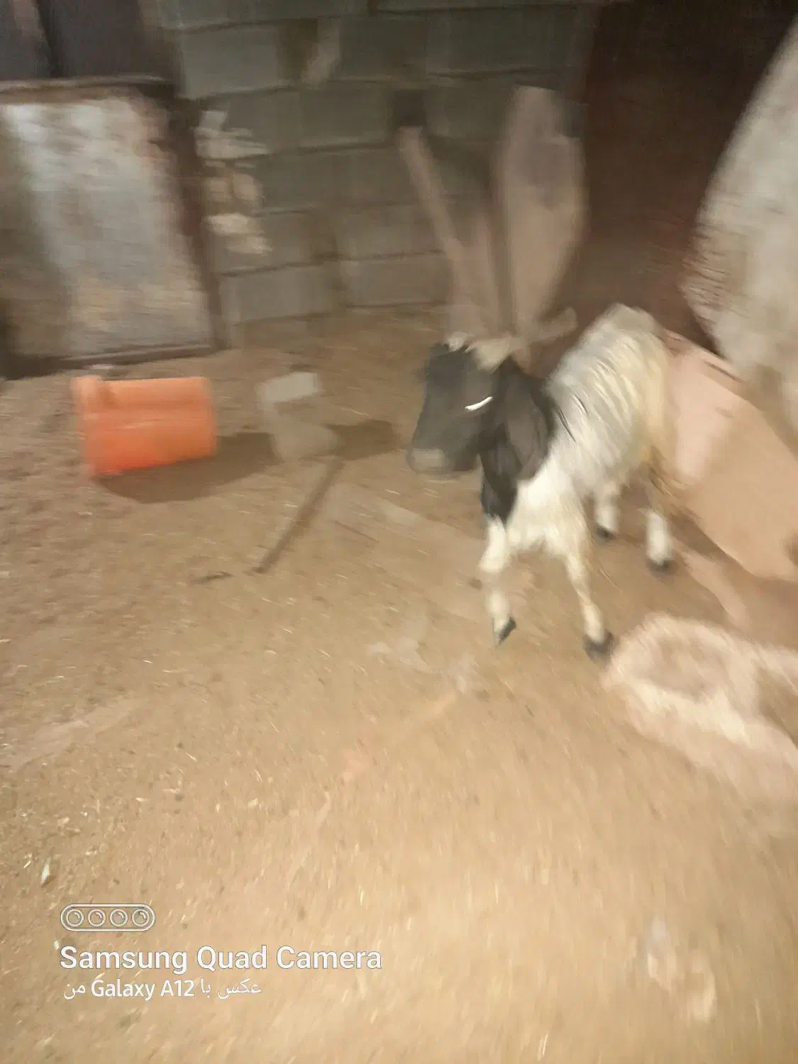 دوعدد بزنر|حیوانات مزرعه|بندر ماهشهر, |دیوار