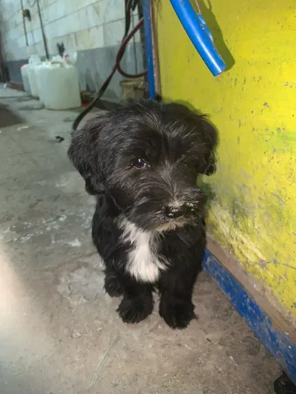 واگذاری سگ پاکوتاه|سگ|اردبیل, |دیوار