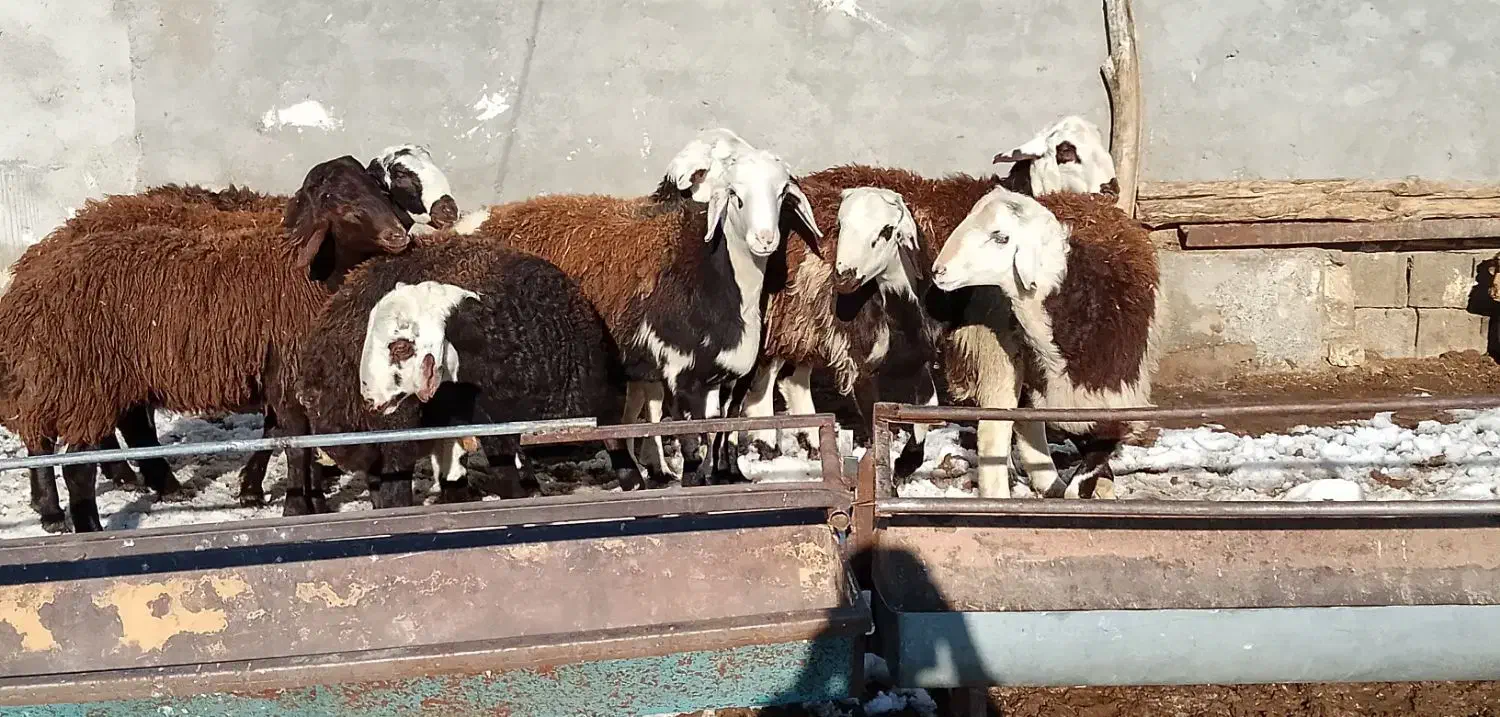 شیش رس بره قوچی کله ابلق افشار|حیوانات مزرعه|تربت جام, شهرک آزادگان|دیوار