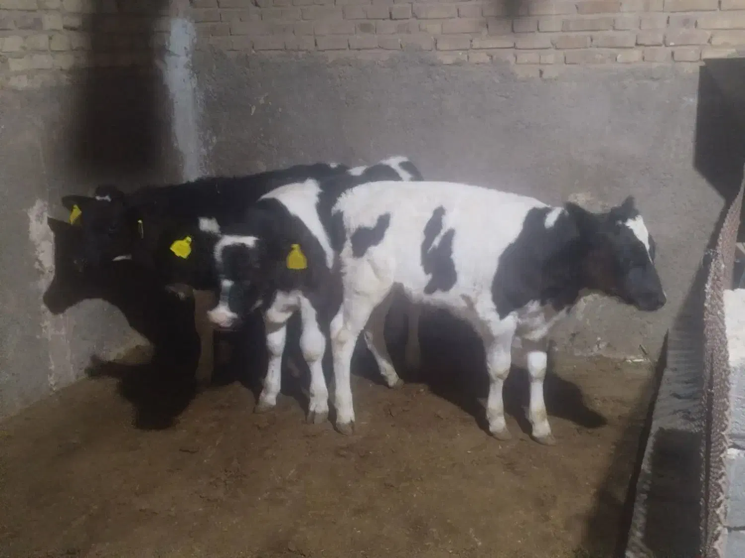 گوساله|حیوانات|یزد, |دیوار