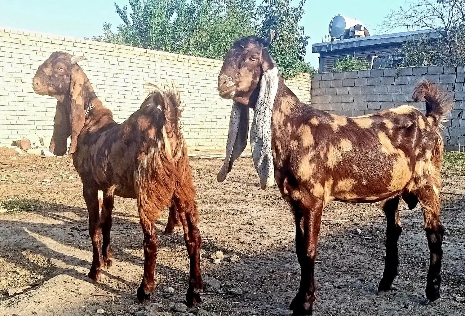 پلنگی‌آخرجنس‌برای‌اصلاح‌نژاد‌ دانه‌ای ۱۸۰۰۰،۰۰۰|حیوانات مزرعه|گنبد کاووس, |دیوار
