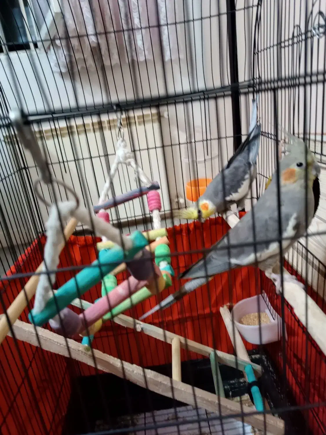 عروس هلندی نر و ماده|پرنده|ری, سرتخت|دیوار