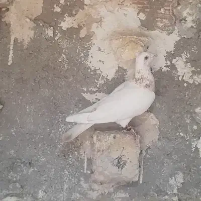 معاوضه با کفتر|پرنده|شیروان (خراسان), |دیوار