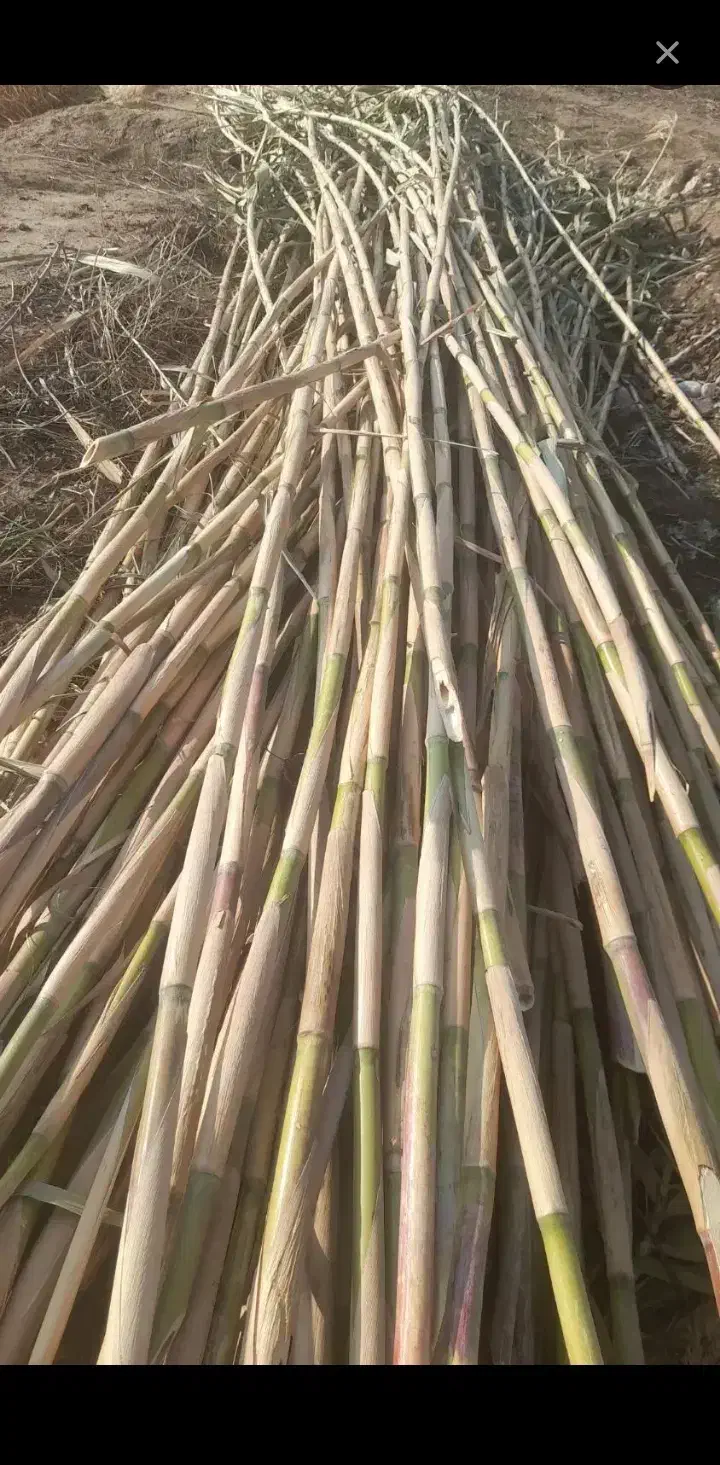 نی حصار کشی|مصالح و تجهیزات ساختمان|کلاله, |دیوار