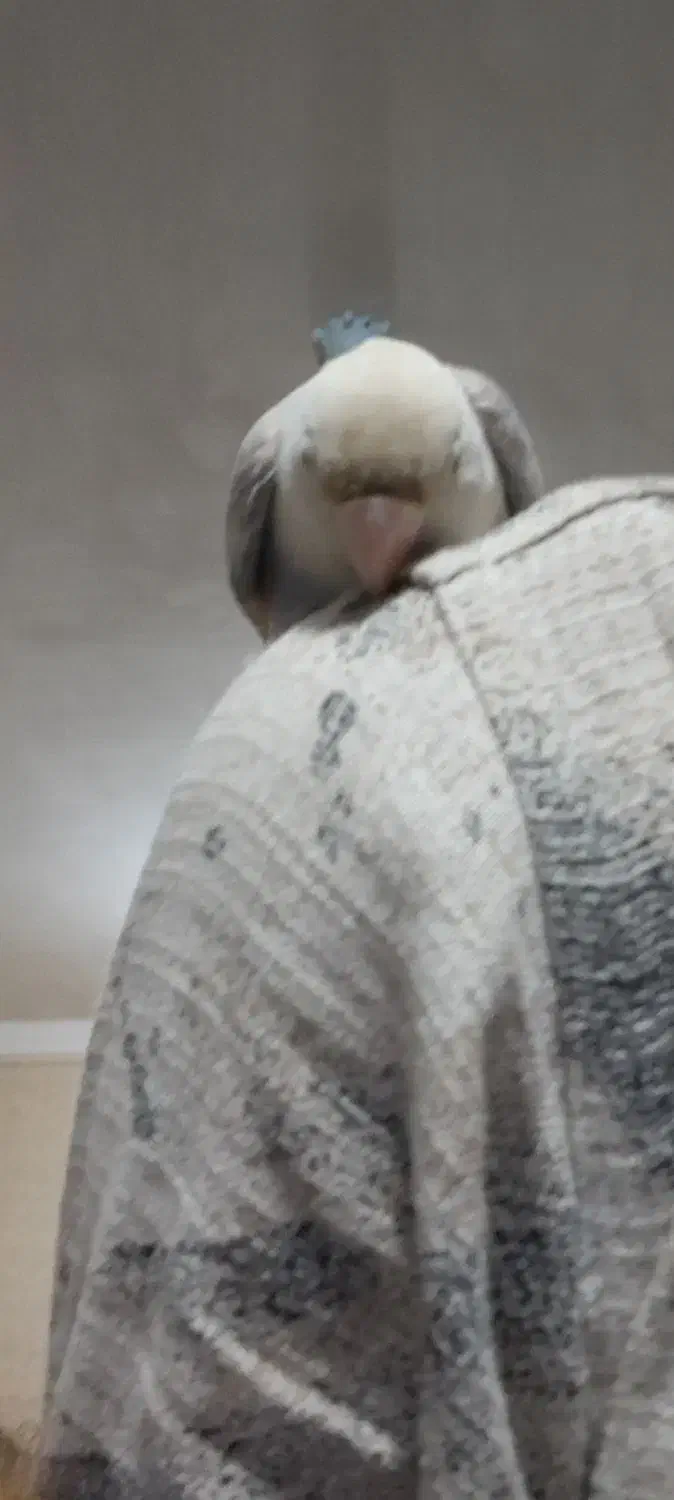 طوطی برزیلی کم یاب|پرنده|سنندج, |دیوار