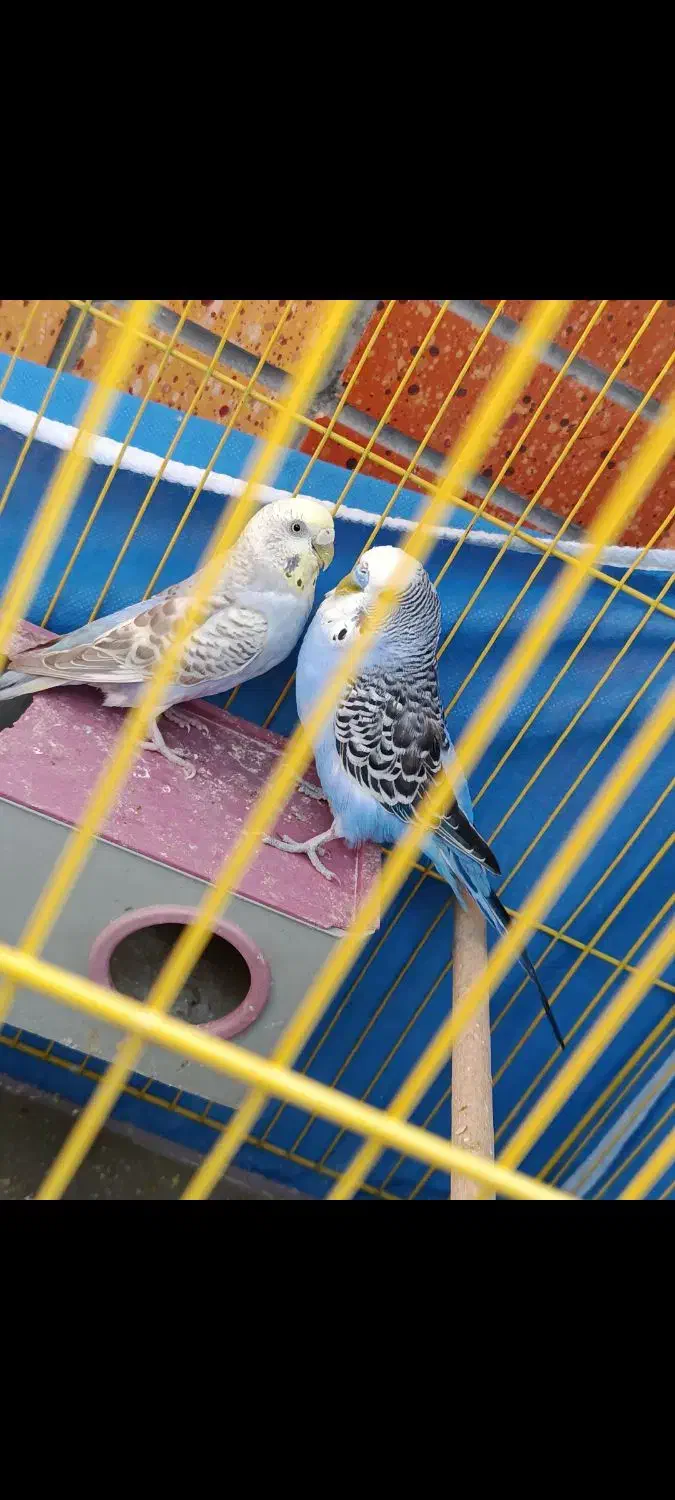 یک جفت مرغ عشق تخمگذار تضمینی|پرنده|شاهینشهر, شهرک گلدیس|دیوار