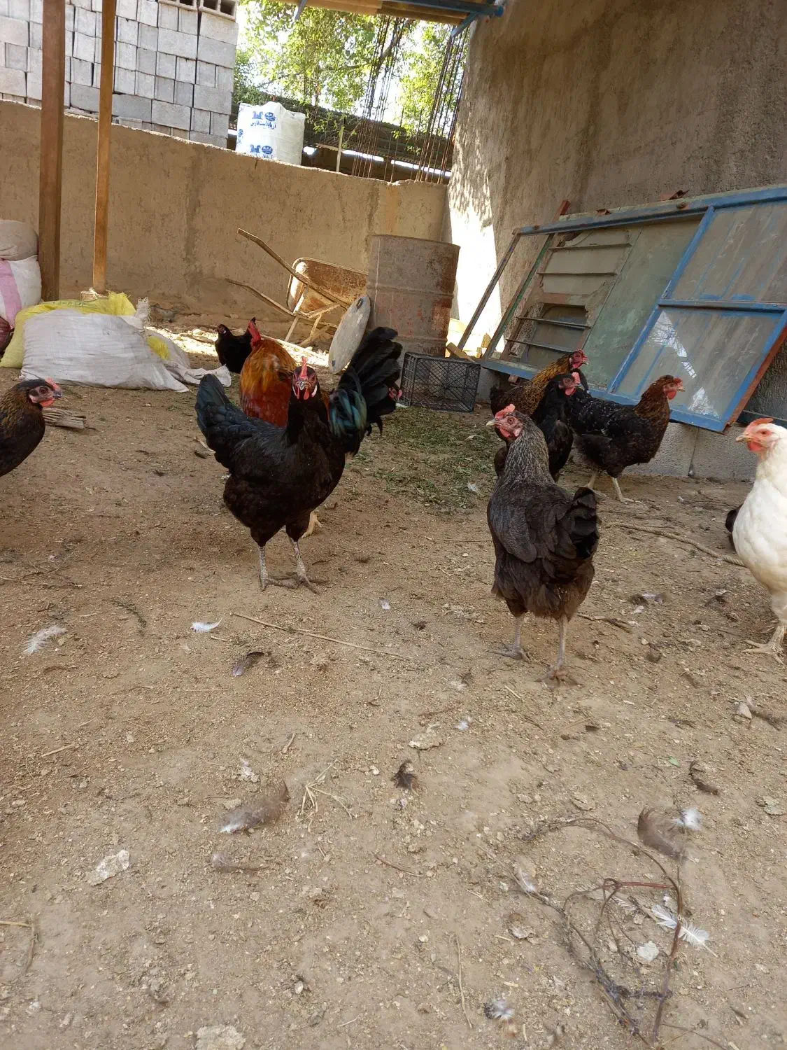 فروش مرغ و خروس محلی، ابپخش|حیوانات مزرعه|آبپخش, |دیوار