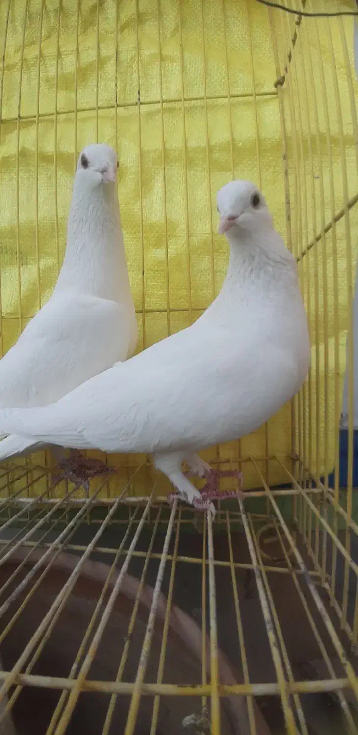 کبوتر یاهو سفید|پرنده|اصفهان, جویباره|دیوار