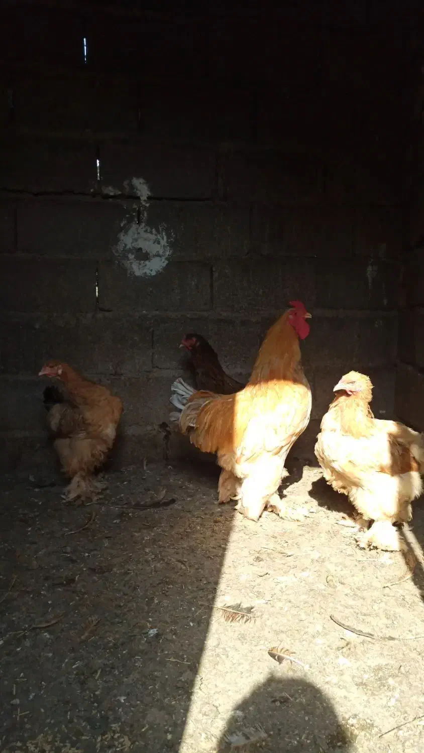 تعدادی مرغ و خروس و جوجه برهما|حیوانات مزرعه|طارم, |دیوار