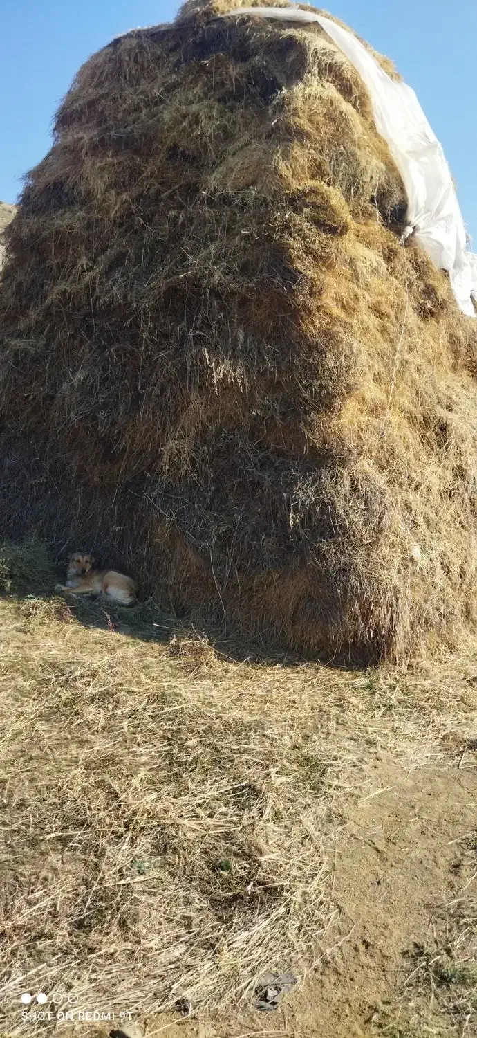 یونجه  خروار|خدمات باغبانی و درختکاری|دره رود, |دیوار