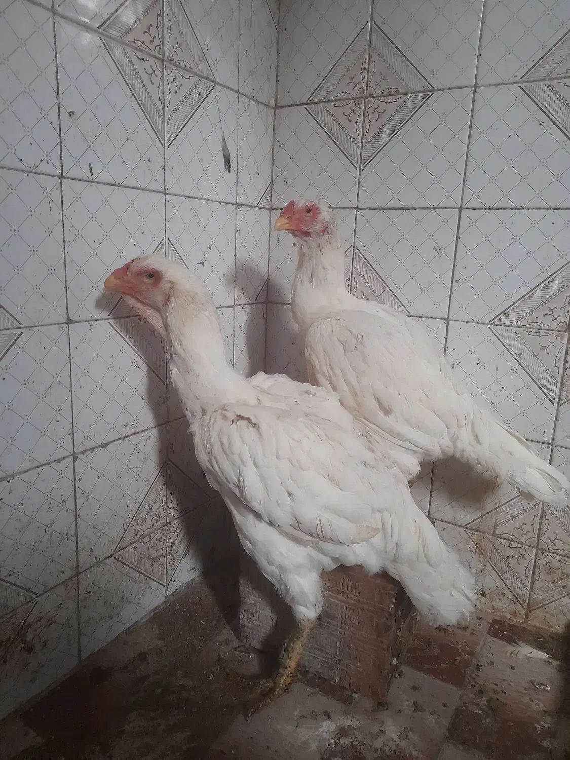 خروس|حیوانات مزرعه|گلوگاه, |دیوار