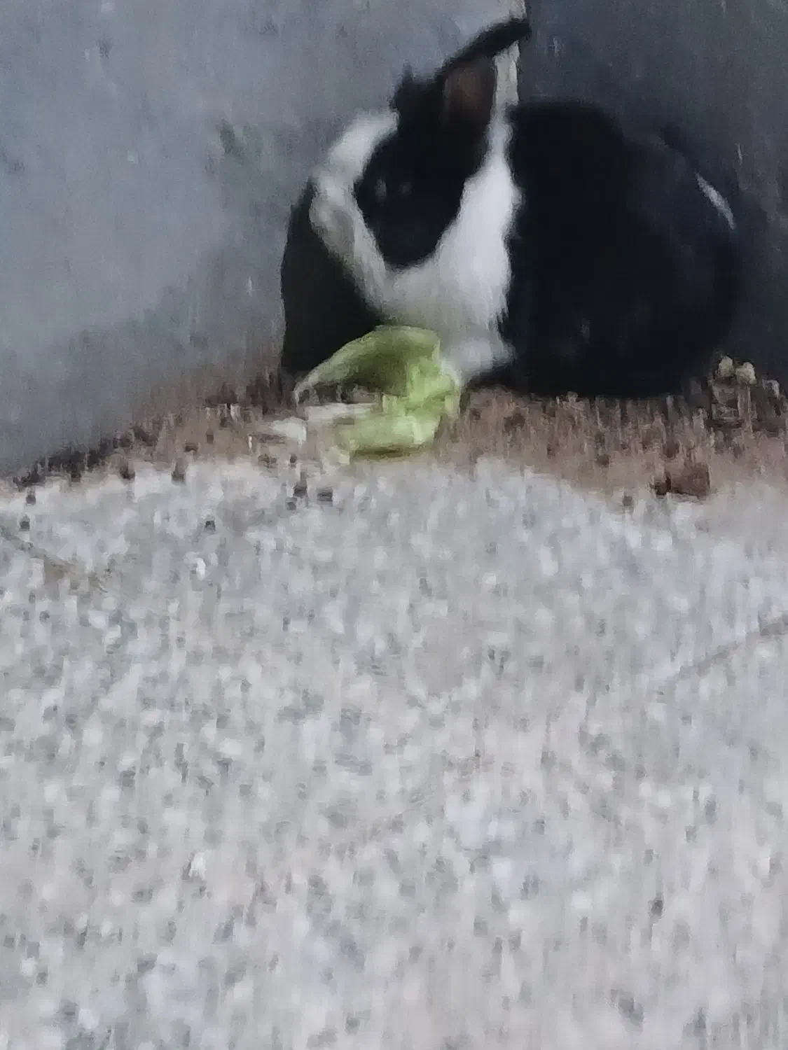 خرگوش|موش و خرگوش|زرند, |دیوار