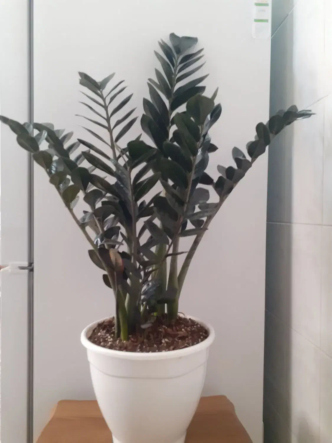 حراج گل و گیاه به قیمت خرید|گل و گیاه طبیعی|بیرجند, |دیوار