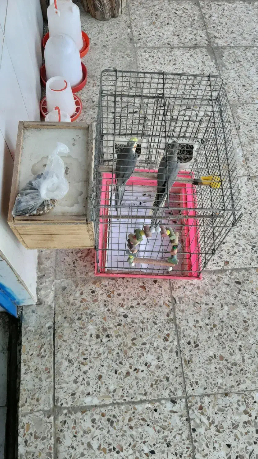 عروس هلندی|پرنده|تالش, جوکندان|دیوار