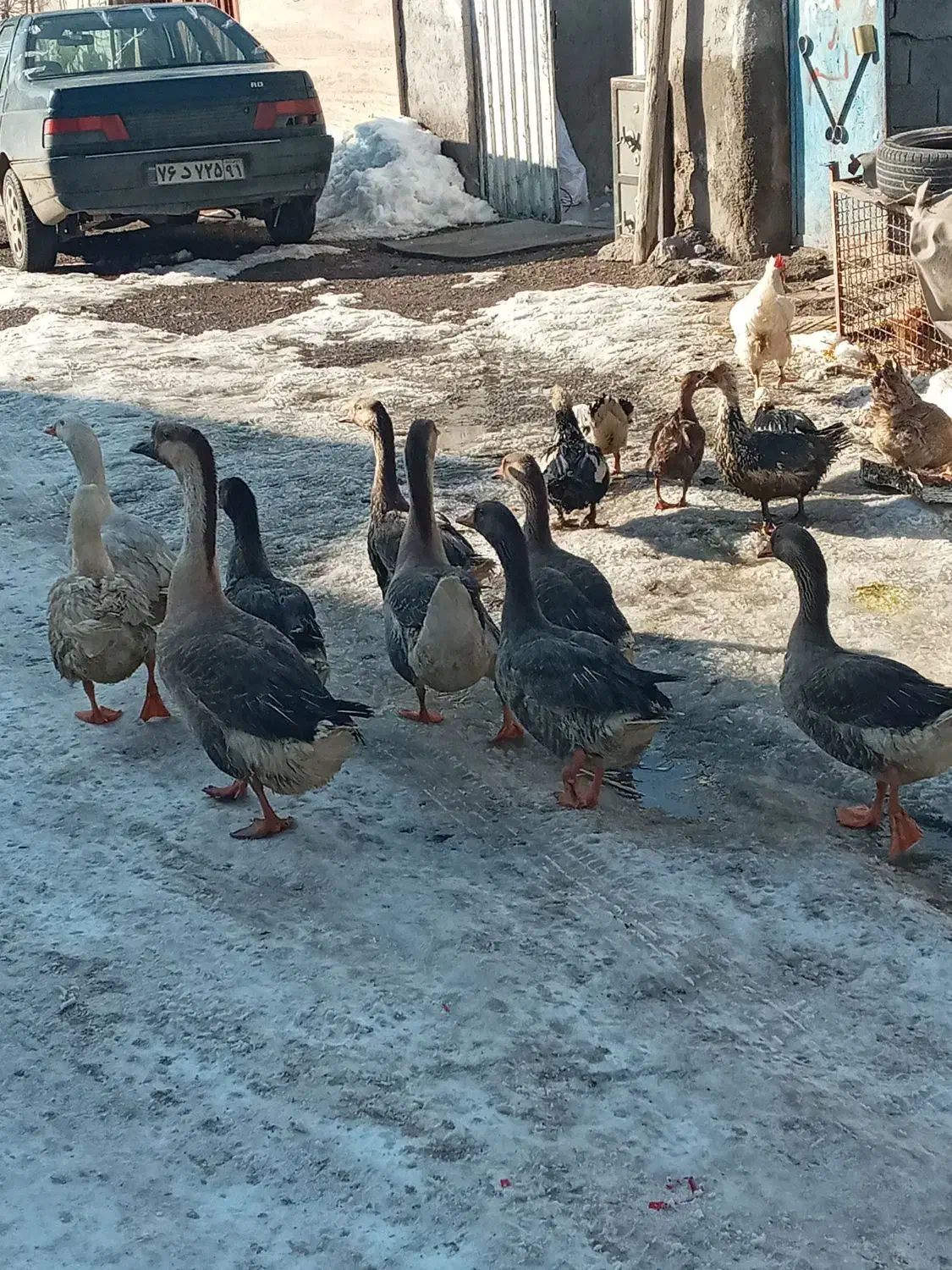 غاز قو وساده ۱۷۰۰|حیوانات مزرعه|اردبیل, |دیوار