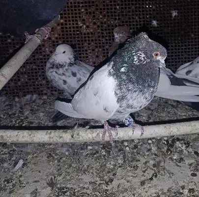 کلدم تیره قدیم|پرنده|گرمسار, |دیوار