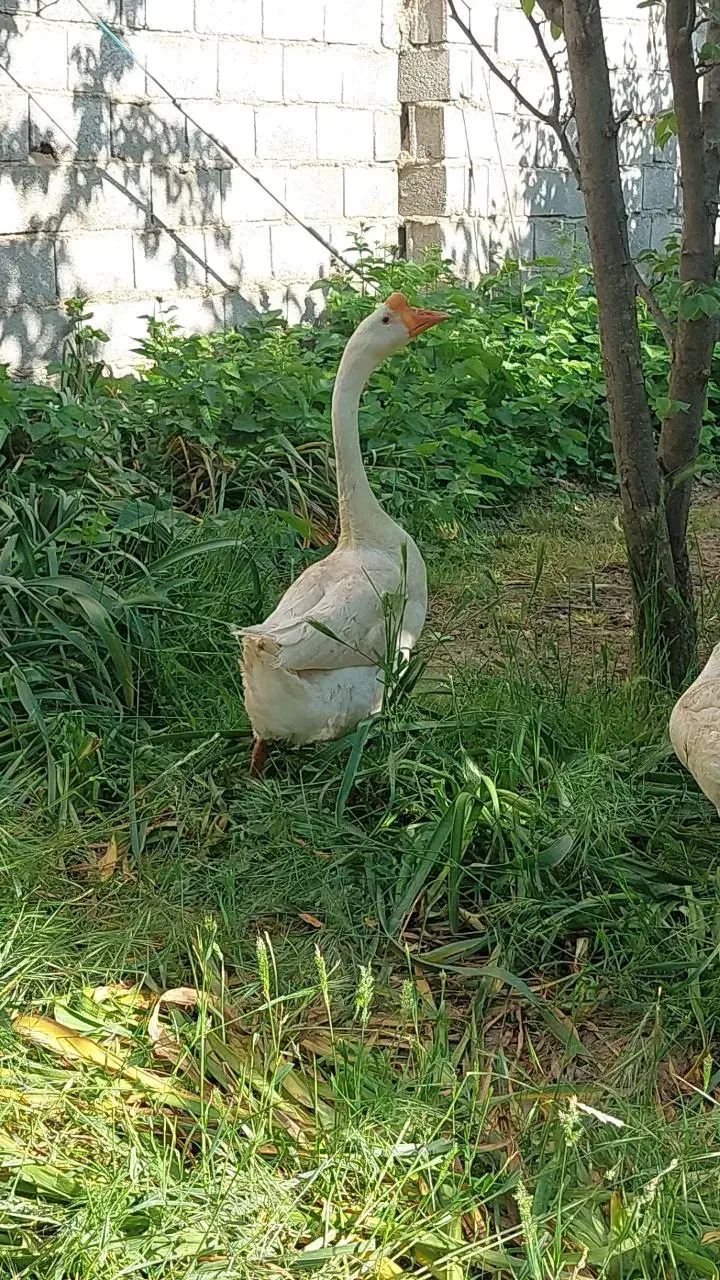 قوغاز چینی و غاز و اردک اسراییلی|حیوانات مزرعه|آزادشهر, |دیوار