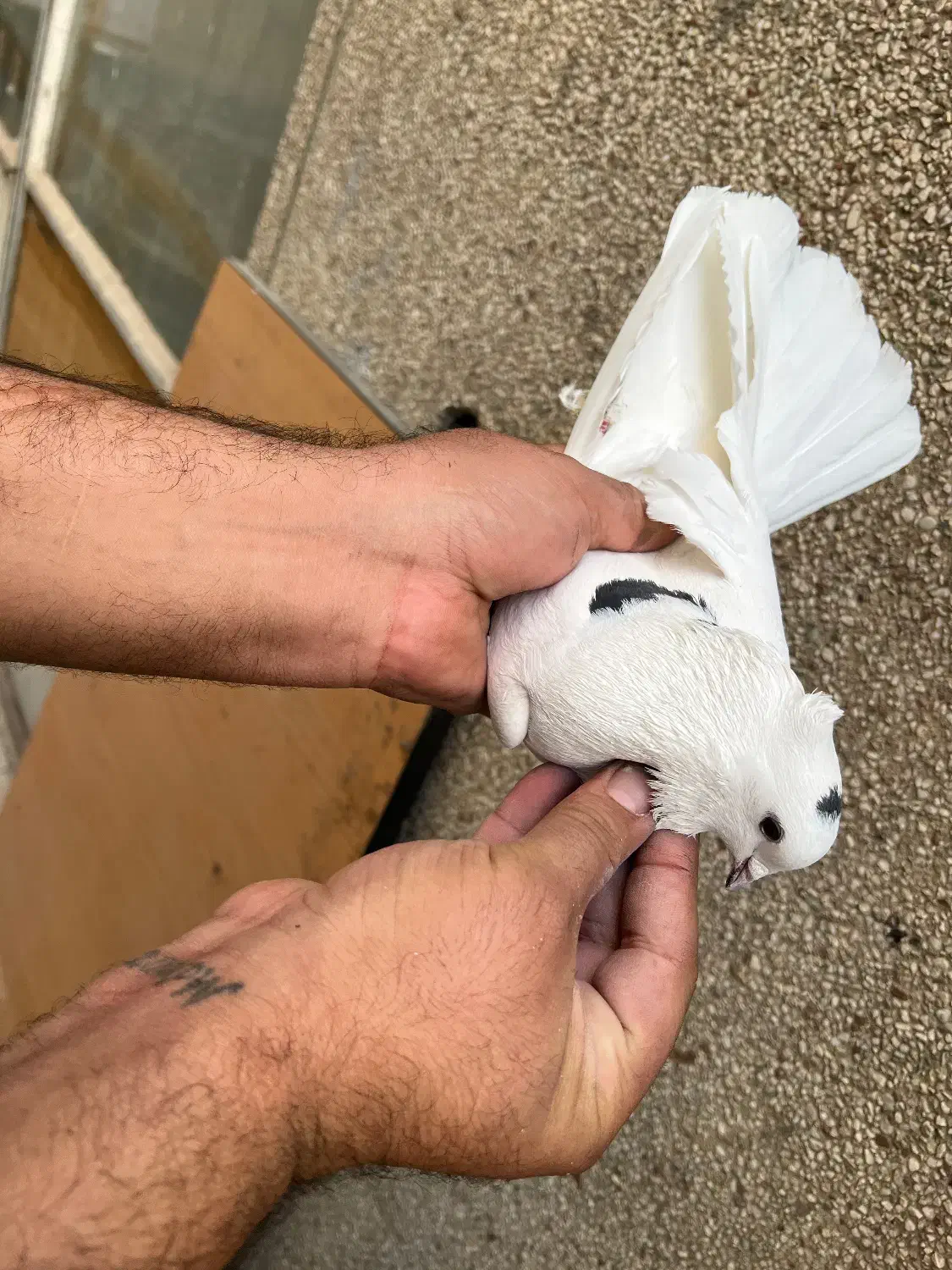 کفتر درجه یک برای بلندی|پرنده|تهران, باغ خزانه|دیوار