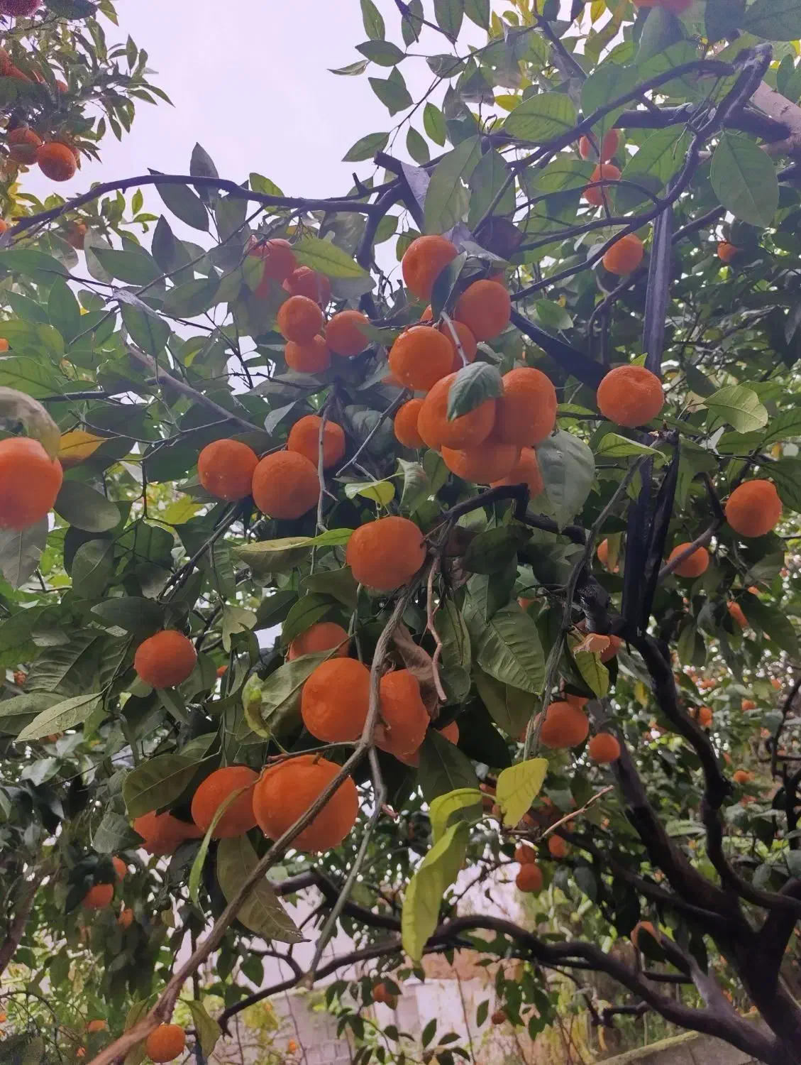 نارنگی و پرتقال|حراج|آکند, |دیوار