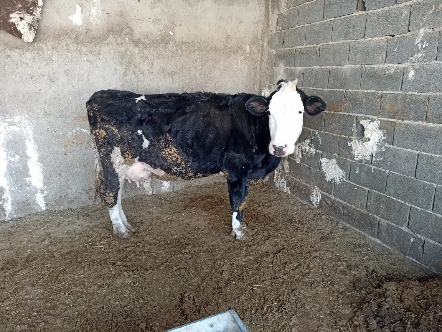 یک راس گاوقصر|حیوانات مزرعه|پاکدشت, شهرک انقلاب|دیوار