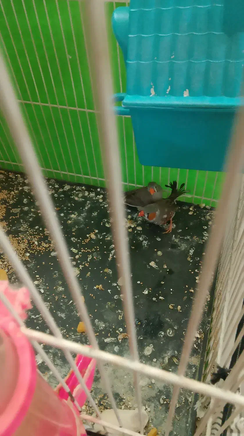 دو عدد فنچ|پرنده|مشهد, بهمن|دیوار