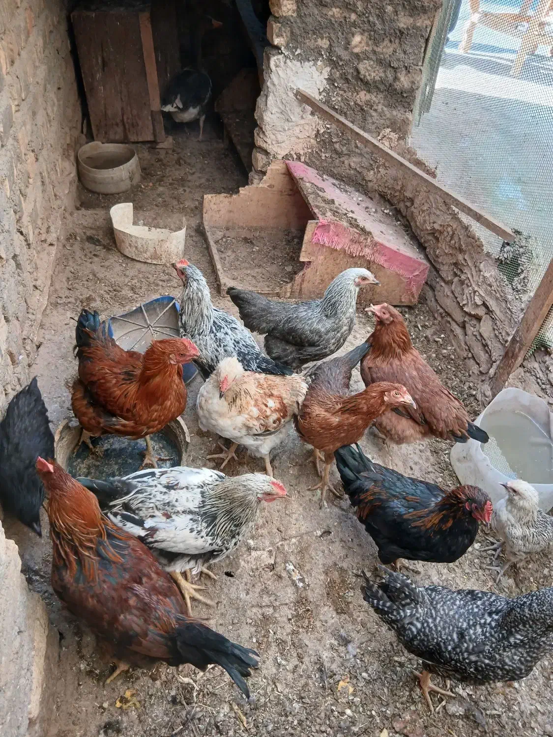 مرغ و خروس|حیوانات مزرعه|قم, بیانی|دیوار