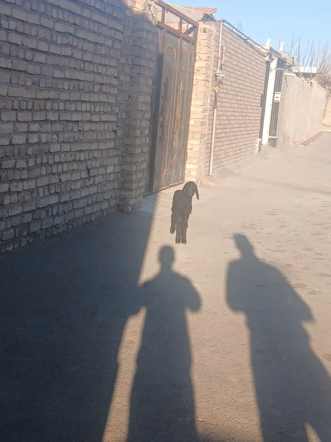 ۱رس بره|حیوانات مزرعه|جوادآباد, |دیوار