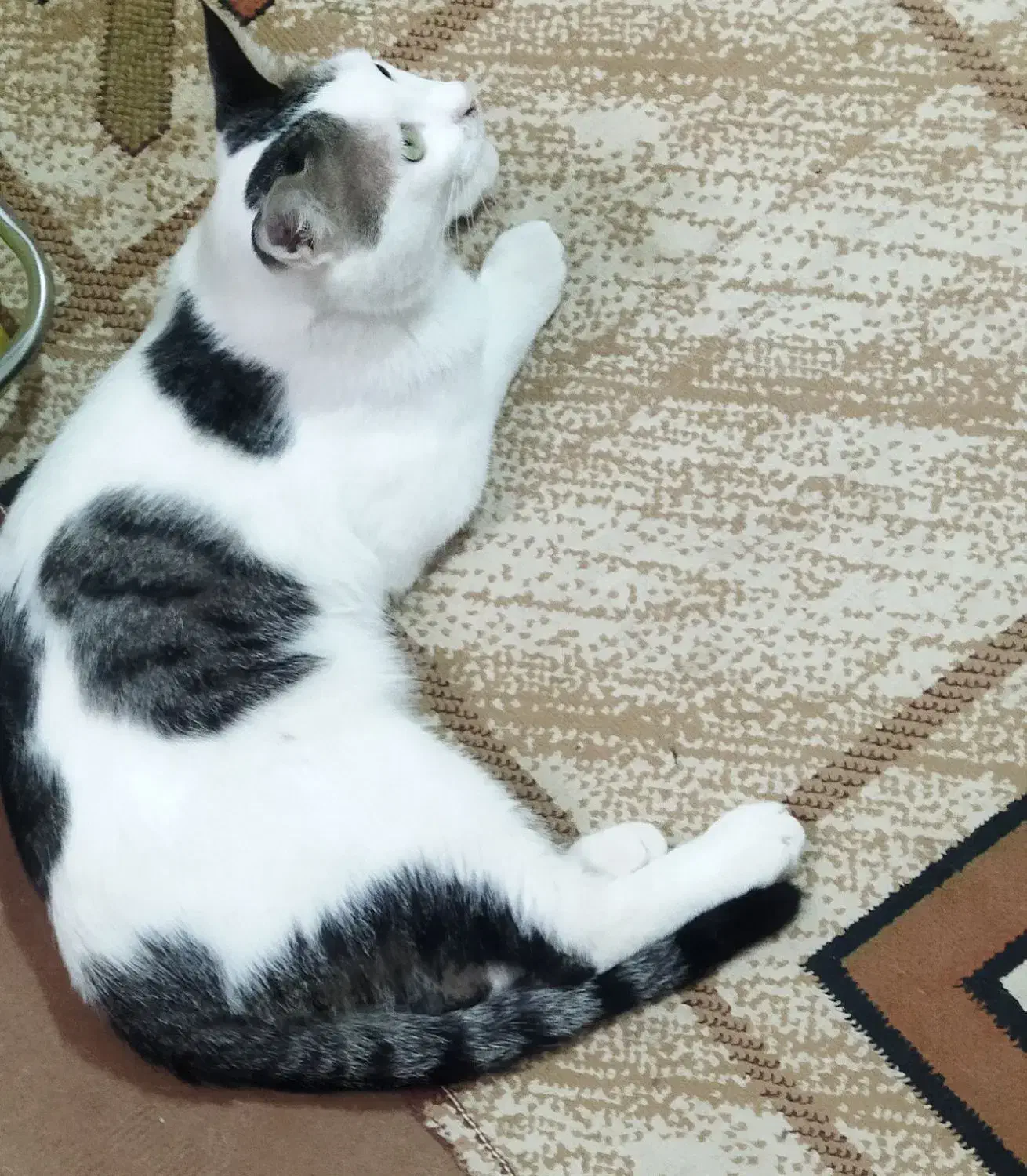 گربه گمشده|حیوانات|اردکان, |دیوار